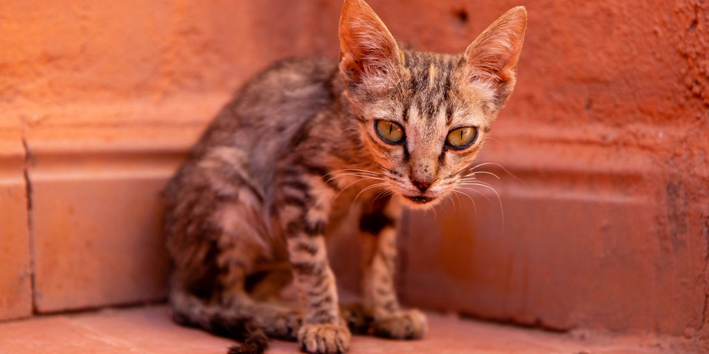 brown tabby cat on brown floor