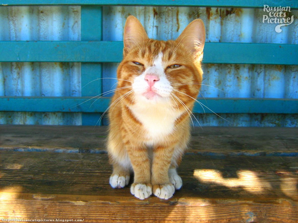 Finding the Purrfect Cat Boarding Service: Tips and Recommendations