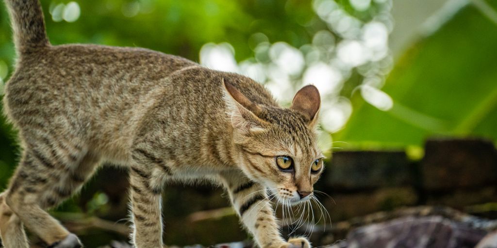 a cat walking across a pile of rocks