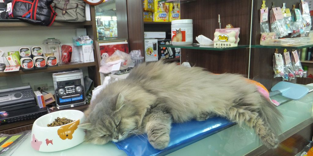 luxurious cat hotel room with comfortable bedding and playful amenities