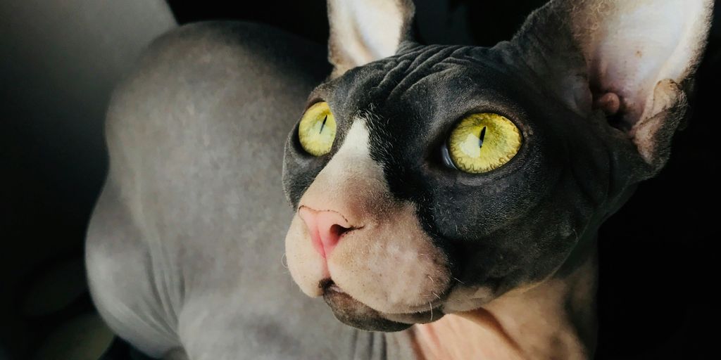 brown and black Sphinx cat