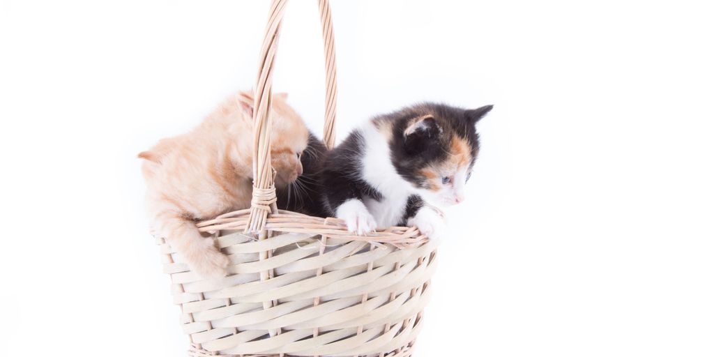 cat sitting with suitcase travel holiday theme