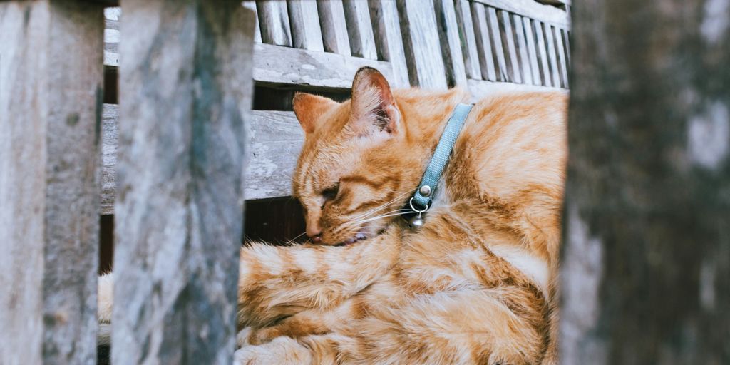 a cat laying on top of a wooden bench