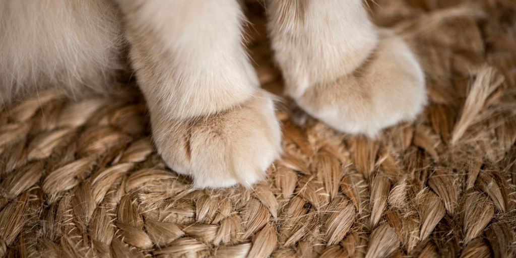 brown animal on brown wicker mat