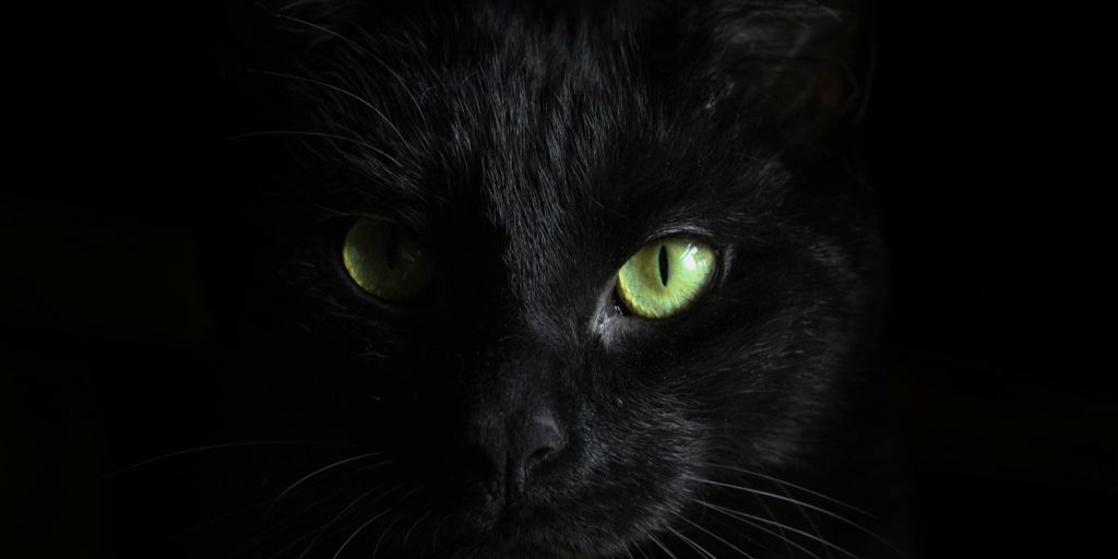 macro photography of black cat