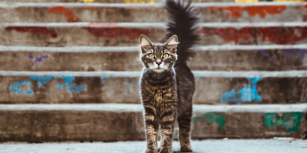 gray and brown cat near stairs