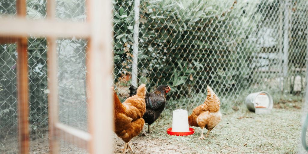 three brown and black hens with gray metal fence at daytime