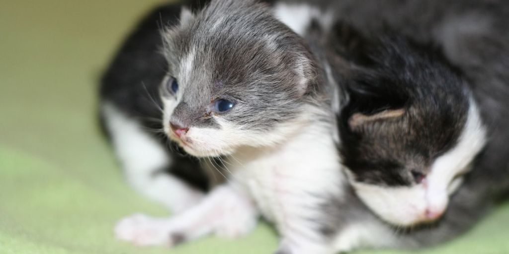 kittens playing in daycare