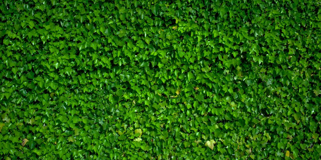green grass field during daytime