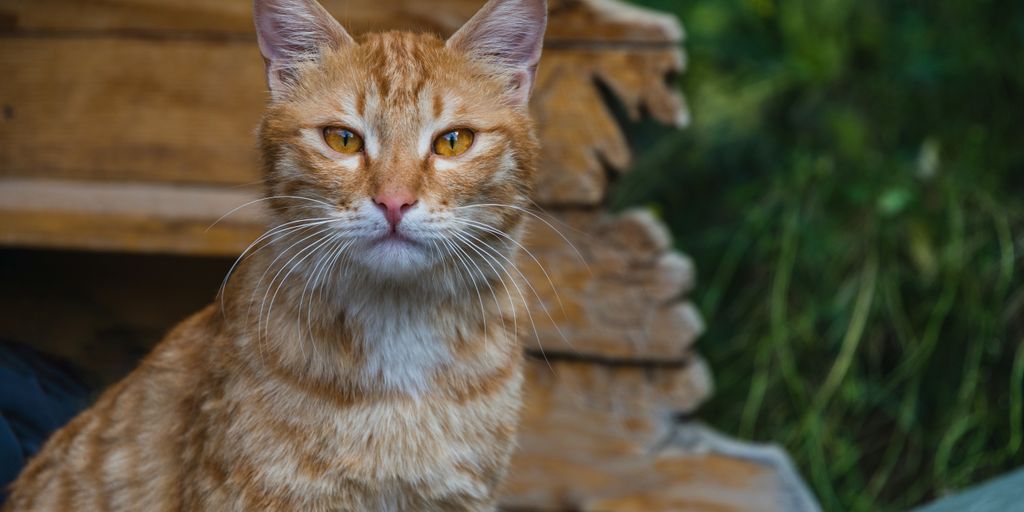 a close up of a cat on a wooden floor