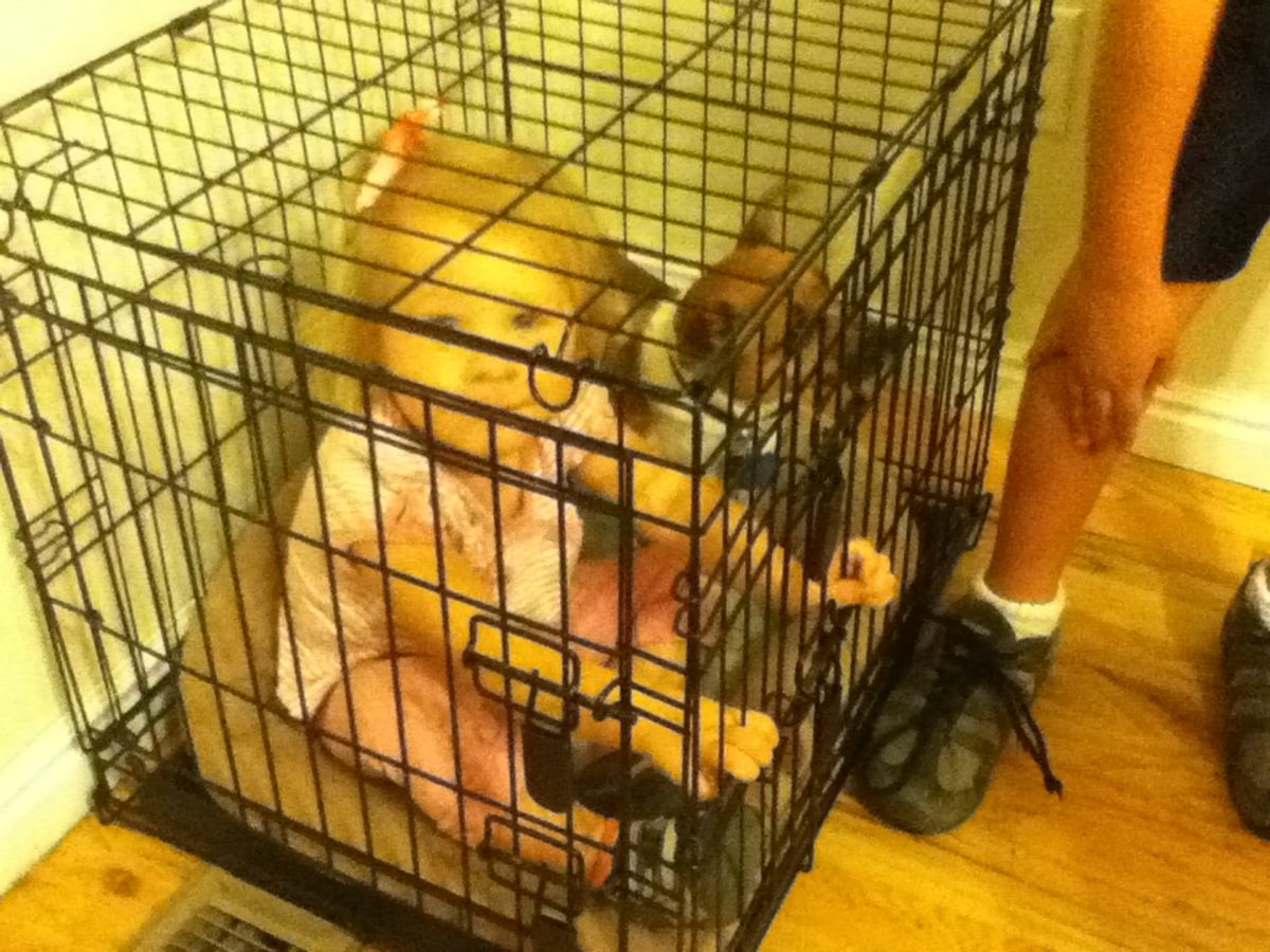 Cat Housing Options for a Worry-Free Vacation