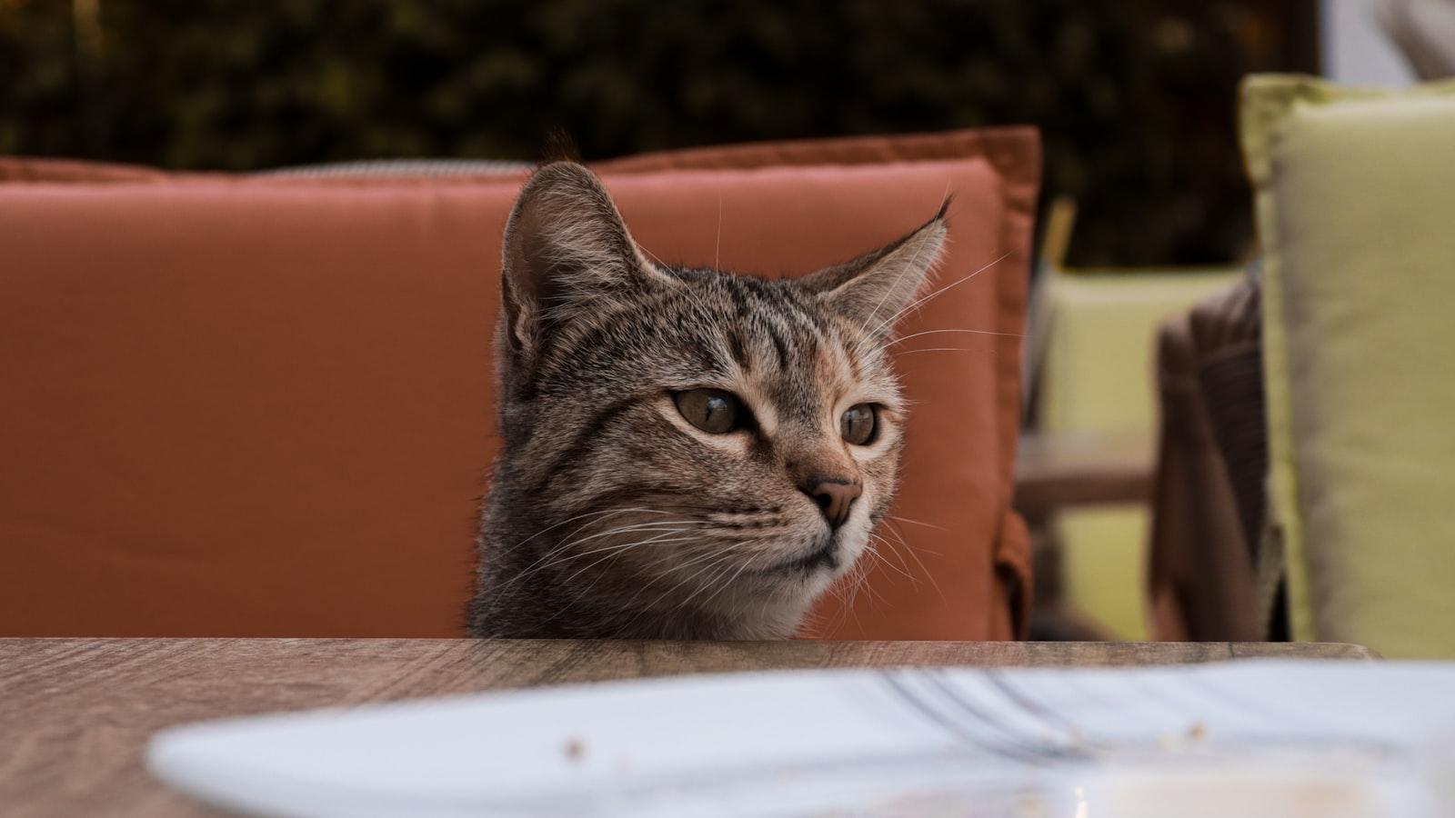 Purrfecting the Purr-sonal Hygiene Routine