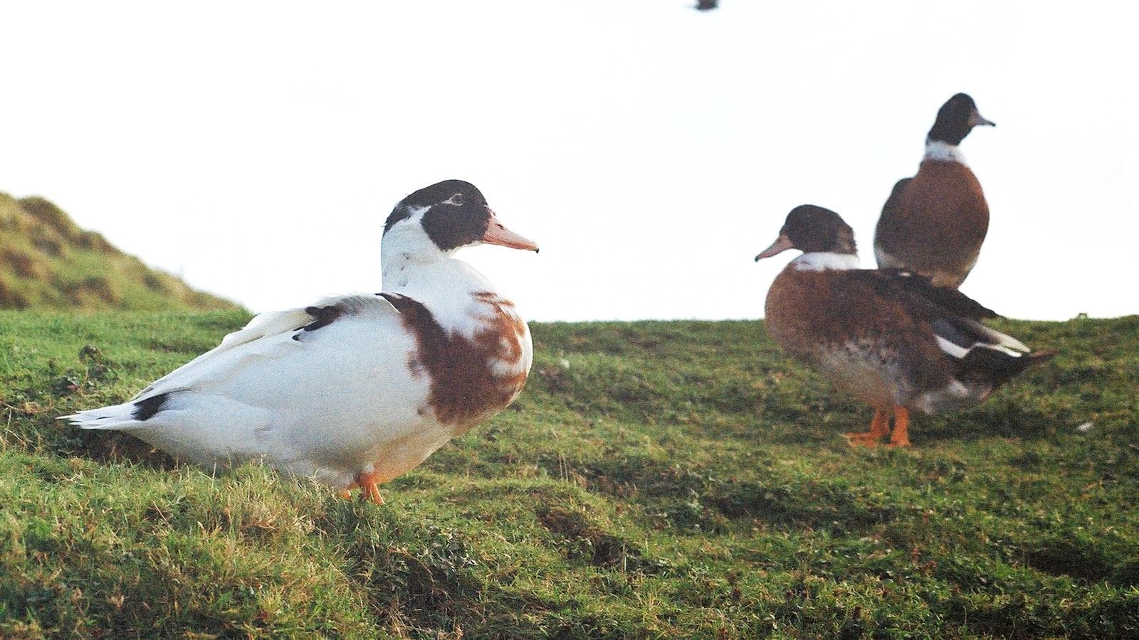 4. From Heartwarming Instagram Posts to Must-Read Cat ⁤Books: Hone's‍ Recommendations⁤ for Fellow Feline Enthusiasts