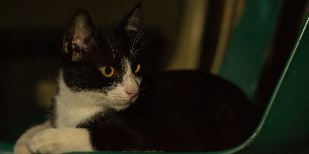 a cat lying on a green chair
