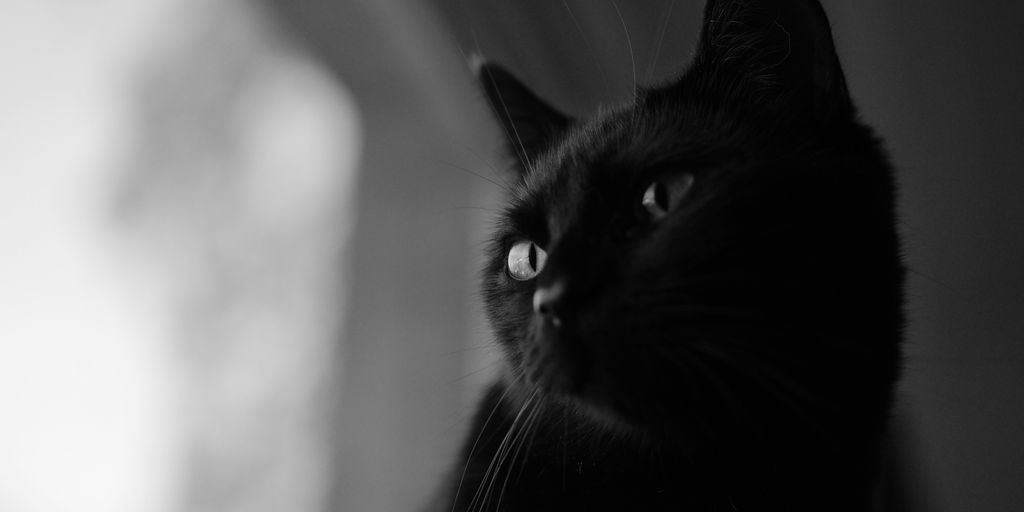 close-up photography of black cat