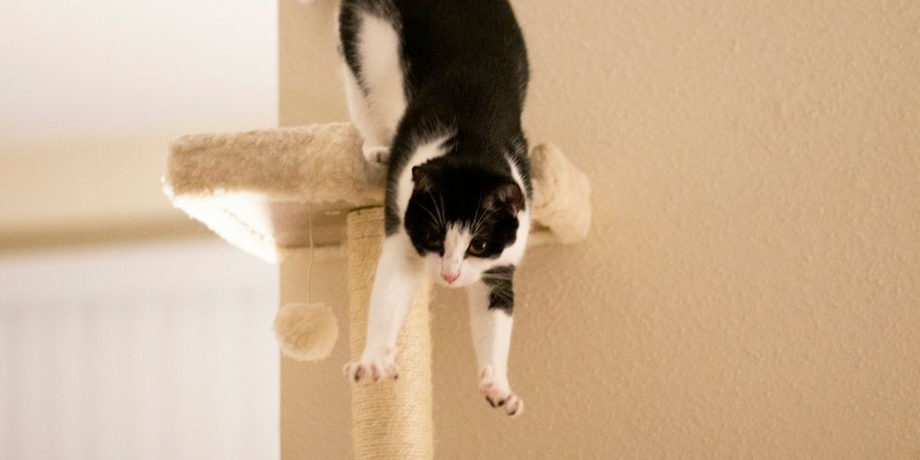 a black and white cat standing on top of a scratching post