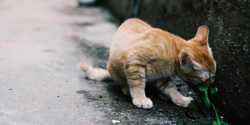 orange tabby cat sniffing green leafed plant