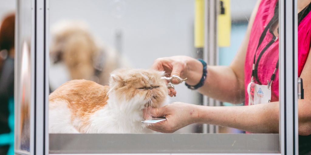 person holding white and brown long fur cat
