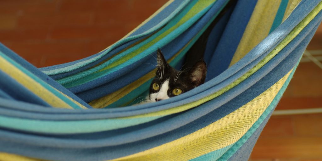 tuxedo cat on blue and yellow striped textile