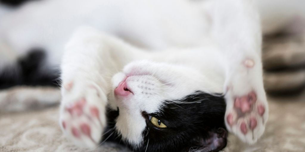 white and black cat lying on brown textile