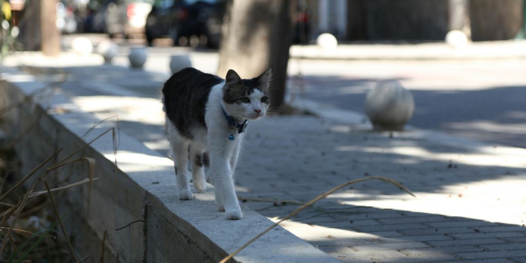 a black and white cat standing on a sidewalk
