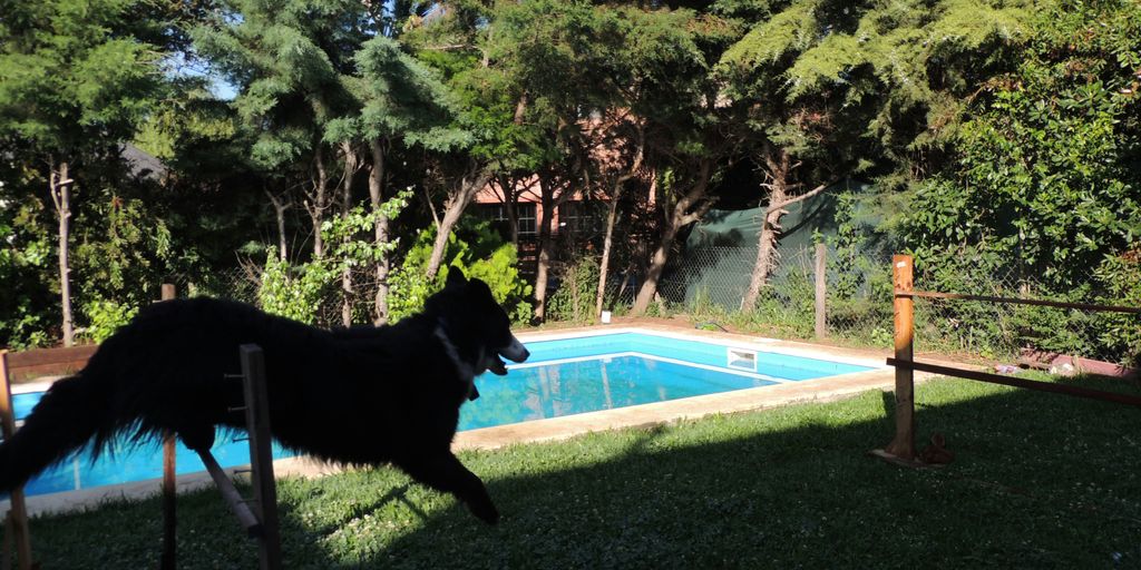 a dog jumping over a fence to catch a frisbee