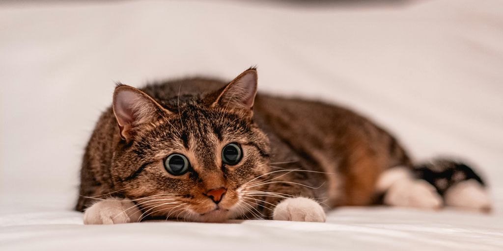 brown tabby cat lying on white textile