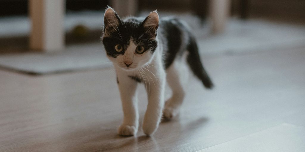 white and black cat on white floor