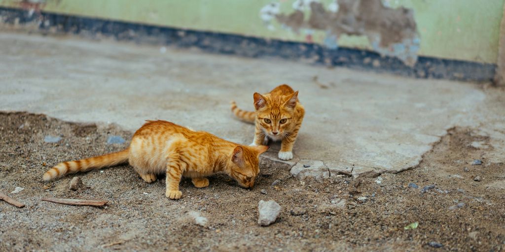 two brown cat on soil