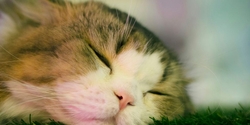 brown and white tabby cat lying on green grass