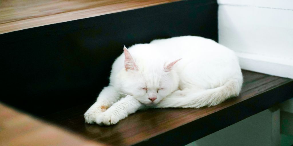 white cat