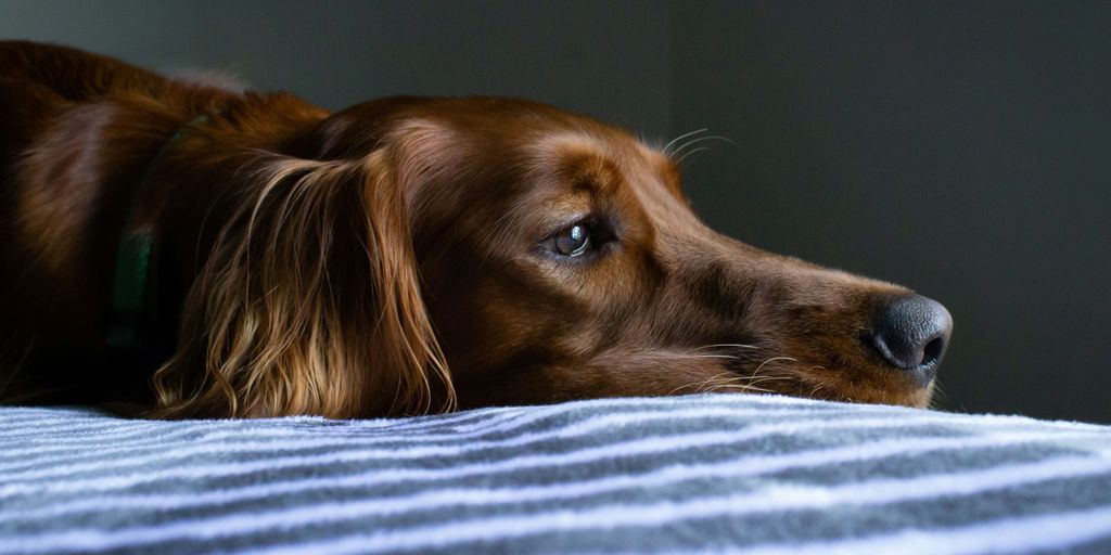 short-coat brown dog lying on blue and white striped bedspread
