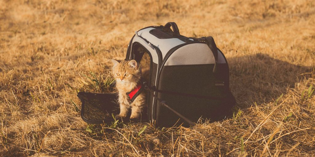 gray cat in pet carrier