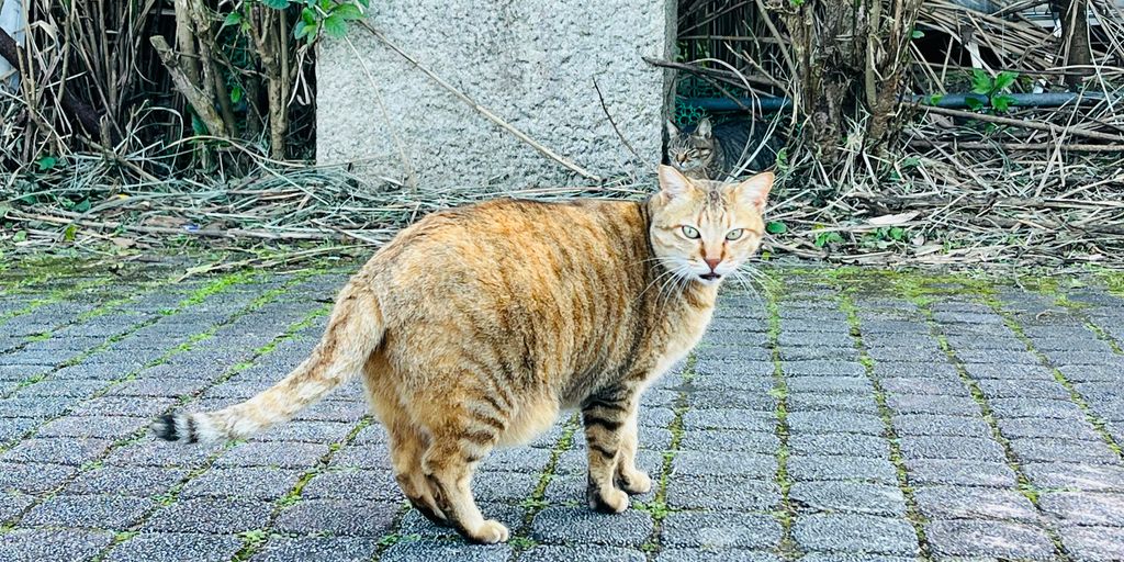 a cat walking across a brick walkway in front of a building