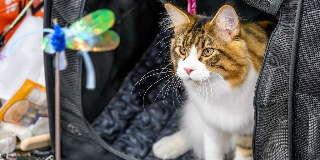 emergency cat boarding