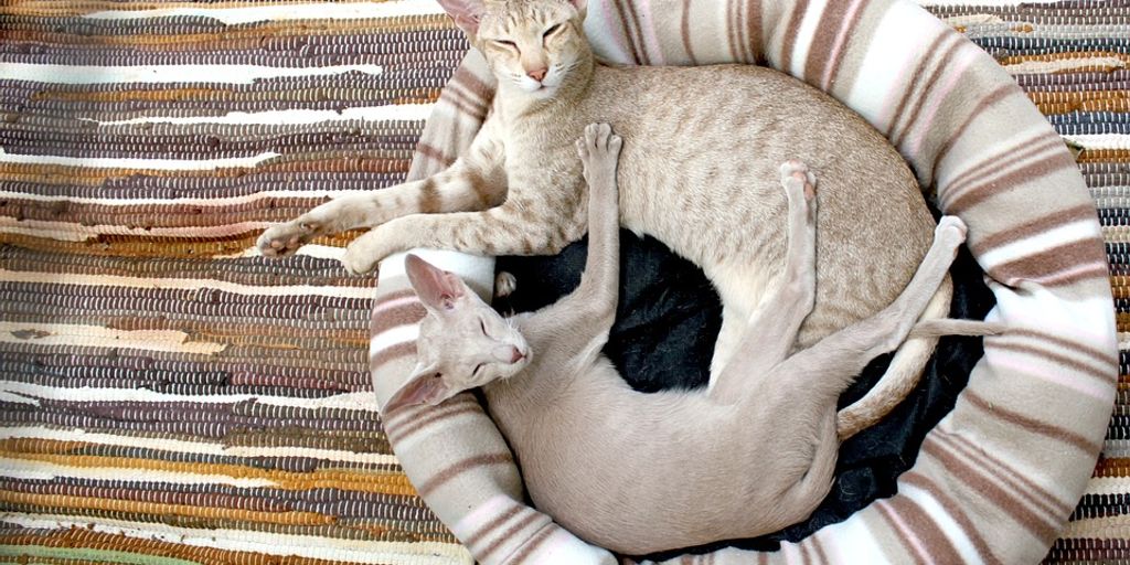 kitten boarding facility, cozy cat boarding, happy kittens, pet care center, cat hotel, playful kittens, comfortable pet boarding, kitten care, pet-friendly environment