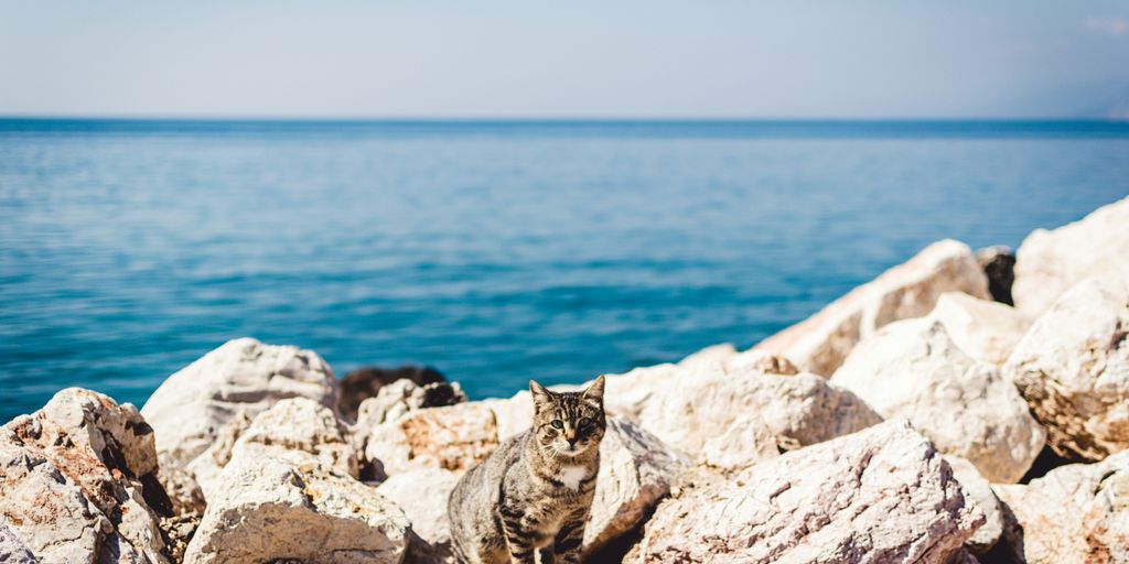 brown tabby cat standing on rocks