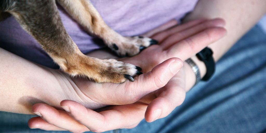 person holding brown and black short coated dog