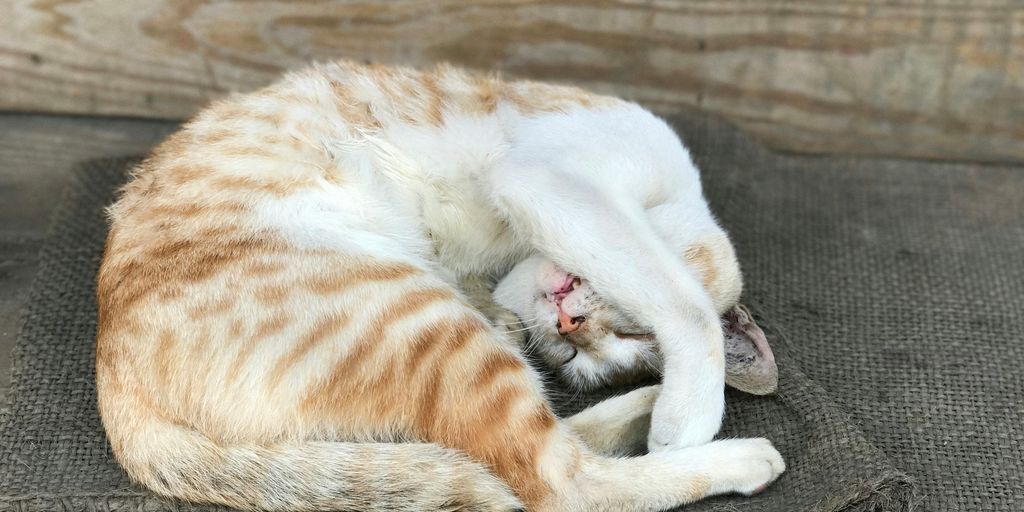 white and orange short-fur cat lying on gray wooden floor