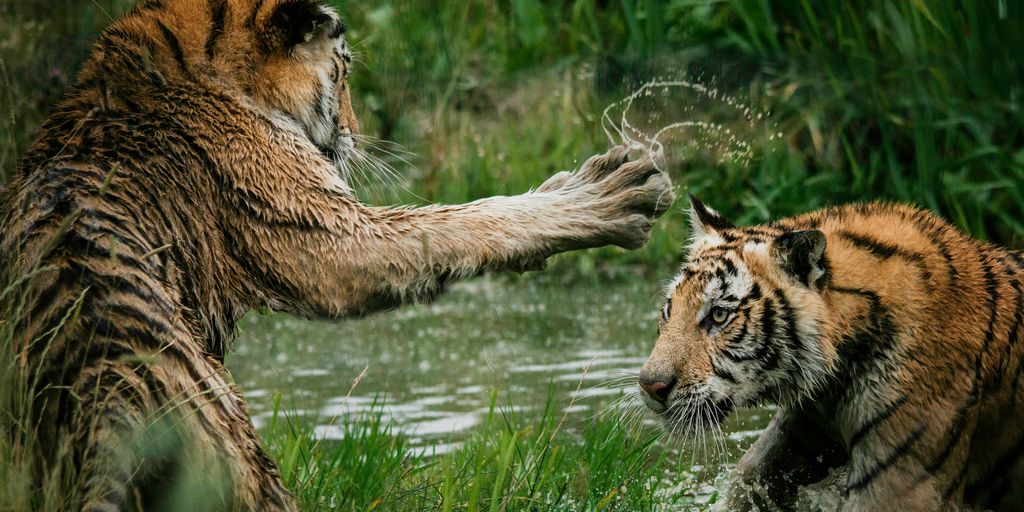 tigers fighting on swamp