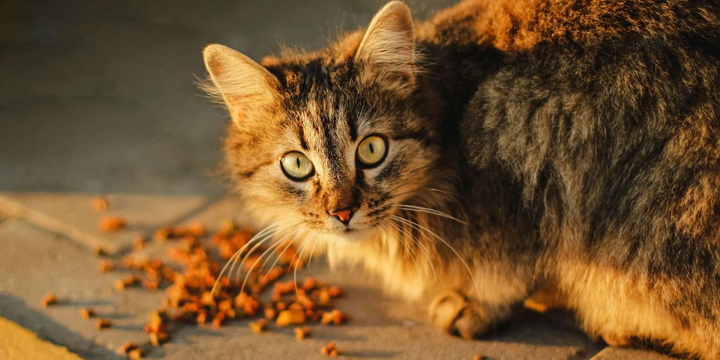 brown tabby cat on gray concrete road