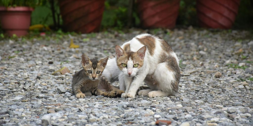 white and brown cat lying on ground