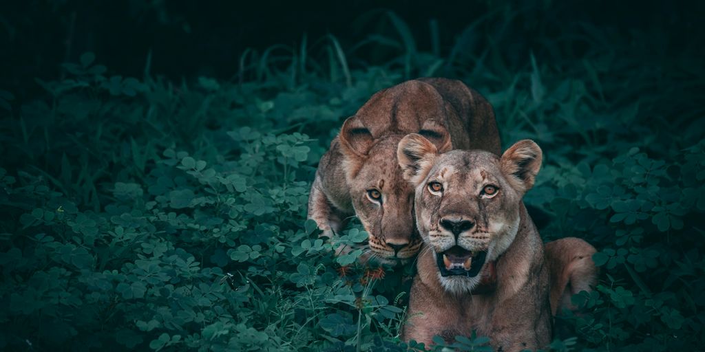 two lioness on green plants