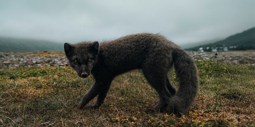 a black wolf standing on top of a grass covered field