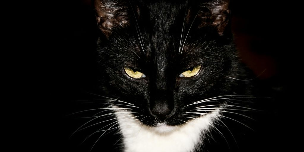 black and white cat with black background
