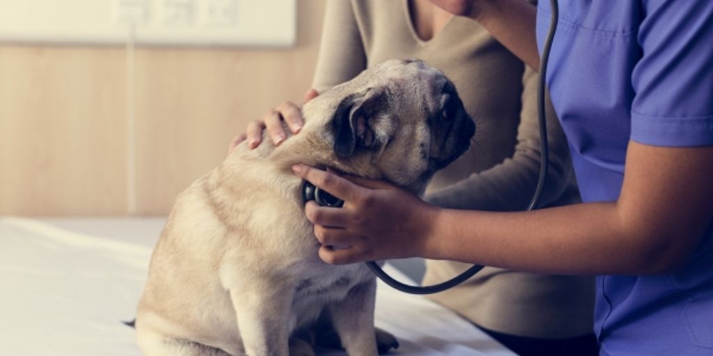 cat boarding facility