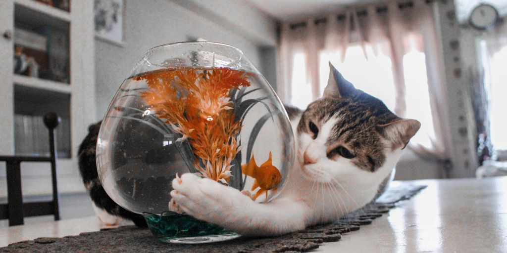 tabby cat playing with fish on fishbowl