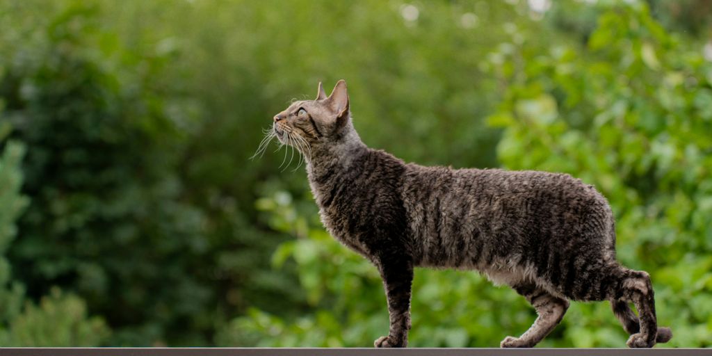a cat standing on top of a wooden fence