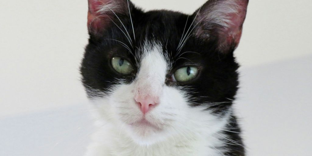 tuxedo cat on white table