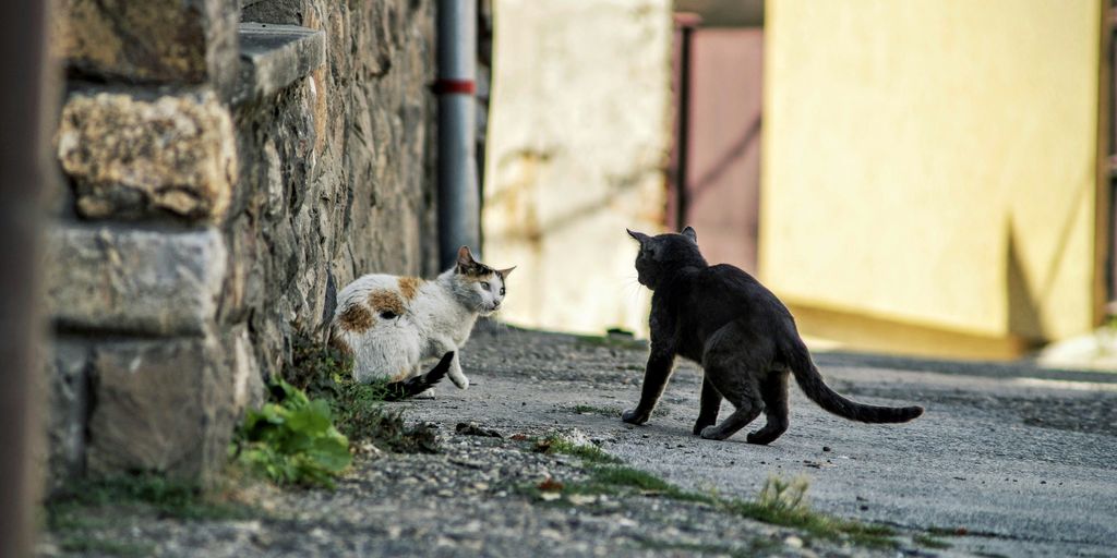 black and white cats near gray post